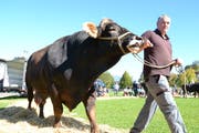 An der kantonalen Viehschau ist Stier Marc von Besitzer Sepp Kiser aus Ennetmoos zum neuen «Mister Nidwalden» gekürt worden. (Bild: Matthias Stadler, Oberdorf, 13. Oktober 2018)