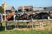 Rund 950 Tiere wurden auf dem Schauplatz bewertet. (Bild: Beat Lanzendorfer)