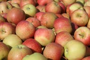 Äpfel der Sorte Gala. (Bild: Susann Basler)