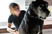 Miriam Schäfli behandelt die Deutsche Dogge Felice auf dem Wohnzimmerteppich. (Bild: Donato Caspari)