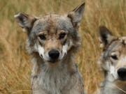 Eine Gen-Analyse soll Gewissheit bringen, ob in Graubünden ein zweites Wolfspaar Junge bekommen hat. (Bild: KEYSTONE/EPA/GUILLAUME HORCAJUELO)