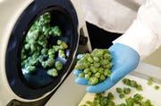Die Produktion und der Verkauf von Marihuana ist in Kanada ab sofort legal. (Bild: Ted S. Warren/AP (25. September 2018))
