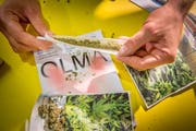 Wer am Wettbewerb an der Olma einen «gültigen», sprich: «rauchbaren» CBD-Joint dreht, darf ihn mit nach Hause nehmen. (Bild: Urs Bucher)