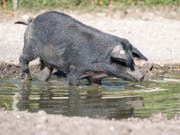 Eines der zwei schwarzen Alpenschweine vergnügt sich im Tierpark Goldau. (Bild: KEYSTONE/URS FLUEELER)