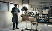 Laiendarsteller Marcello Fonte (Marcello) in seinem Hundesalon. (Bild: Xenix)