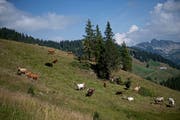 Der Luzerner Kantonsrat will dem Hofsterben im Berggebiet mit einer Gesetzesänderung entgegenwirken. (Bild: Corinne Glanzmann, Flühli, 8. August 2018)