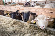 Die Tierhaltung im Herrenhofer Schafstall wird vom Veterinäramt untersucht. (Bild: Andrea Stalder)