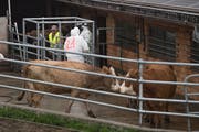 Bei der Tierseuchenübung wird trainiert, was zu tun ist, falls auf einem landwirtschaftlichen Betrieb im Kanton Luzern die hochansteckende Maul- und Klauenseuche ausbricht. Bild: Boris Bürgisser (Ruswil, 19. Oktober 2018)
