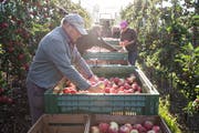 Dieses Jahr sind sie besonders gross, süss und zahlreich: die Äpfel in Luzern. Im Bild Sigu Meier bei der Apfelernte in Gelfingen. (Bild: Manuela Jans-Koch, 2. Oktober 2018)
