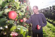 Markus Thali, Präsident des Obstbauvereins Luzern, freut sich über eine herausragende Apfelernte. (Bild: Manuela Jans-Koch, 2. Oktober 2018)