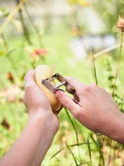 Die Kartoffel ist 2018 in der Schweiz gut gediehen – mit lokal starken Schwankungen. (Bild: Jakob Ineichen, 9. Juli 2018)