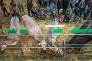 Besucher an der Tierschau der diesjährigen Olma. (Bild: Michel Canonica)