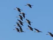 Die Kraniche ziehen dieser Tage wieder gen Süden. Durch ihr Nomadenleben sind Zugvögel von Klimawandel und Umweltveränderungen besonders betroffen. (Bild: APA/ZB/PATRICK PLEUL)