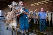 Viele Bauern leiden wegen der Dürre unter Futtermangel. (Bild: Raphael Rohner)