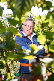 Louis Moser geniesst die Arbeit im Wingert. (Bilder: Mareycke Frehner)