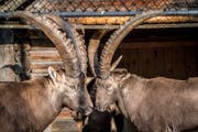 Publikumsmagnet Wildpark: Die hier gehaltenen einheimischen Wildtiere -im Bild zwei prächtige Steinböcke - ziehen viele Besucherinnen und Besucher an. (Bild: Urs Bucher - 23. Oktober 2018)