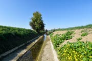 Der Giessen bei Bürglen führt auch Mitte Oktober nur sehr wenig Wasser. (Bild: Donato Caspari, 15. Oktober 2018)
