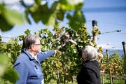Der Höhepunkt für jeden Winzer ist die Lese im Herbst.
