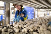 Von der Anwachsphase bis zum Pflücken vergehen knapp drei Wochen in den Produktionshallen in Wauwil. (Bild: Gaetan Bally)