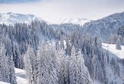 Ganz so weiss wie vergangenen Februar wird sich die Natur am Wochenende noch nicht zeigen. Die Schneefallgrenze sinkt allerdings auf 1000 Meter. (Symbolbild)