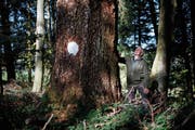 Die von Josef Merz markierte Douglasie ist rund 120 Jahre alt. Sie soll der Nachwelt erhalten bleiben. (Bild: Stefan Kaiser (Unterägeri, 22. Oktober 2018))