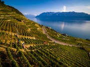 Weltweit wird mehr Wein hergestellt: Traubenernte im Kanton Waadt (Archivbild). (Bild: KEYSTONE/VALENTIN FLAURAUD)