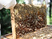 Waren Bienen mit einem für sie gesundheitsschädlichen Insektizid in Kontakt? Das ist für Imker oft erst zu erkennen, wenn es zu spät ist. Forschende arbeiten daher an einem Früherkennungstest. (Bild: KEYSTONE/LAURENT GILLIERON)