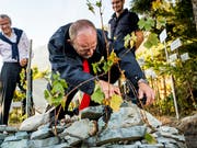 Nationalratspräsident Dominique de Buman (Mitte) gibt alles im Weinberg von Farinet im Wallis, dem kleinsten der Welt. (Bild: KEYSTONE/JEAN-CHRISTOPHE BOTT)