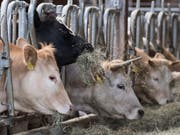 Wegen des fehlenden Regens war einheimisches Heu in diesem Jahr Mangelware. (Bild: KEYSTONE/PETER SCHNEIDER)