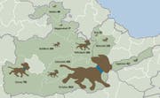 In St.Gallen leben 1832 Hunde, in Berg sind es dagegen 62. (Infografik: Florian Raatz)