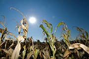 Der heisse Sommer hat in der Region Spuren hinterlassen. (Bild: Donato Caspari)