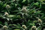 Cannabispflanzen. (Bild: Keystone/Christian Beutler)