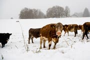 Kühe suchen auf einer verschneiten Wiese im Jura nach letzten grünen Grashalmen. (Bild: Jean-Christophe Bott/Keystone (Charbonniers, 28. Oktober 2018))
