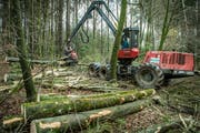 Das Holz für die neue Pfyner Mehrzweckhalle stammt aus dem Pfyner Bürgerwald. (Bild: Reto Martin)