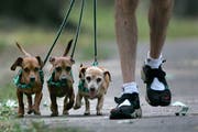 Die St. Galler Regierung will die Anzahl Hunde pro Spaziergänger nun doch nicht begrenzen. (Bild: AP Photo/Amy Sancetta)