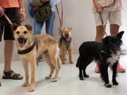 Die meisten dem Schweizer Tierschutz im vergangenen Jahr gemeldeten Tierschutzfälle betrafen die Haltung von Hunden. (Bild: KEYSTONE/GEORGIOS KEFALAS)