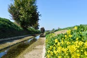 Der Giessen bei Bürglen führte auch Mitte Oktober noch sehr wenig Wasser. (Bild: Donato Caspari)