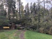 Über dem Wanderweg im Gebiet Höggwald in Stein liegen umgeknickte Bäume. (Bild: pd)