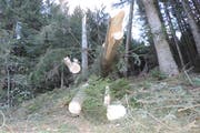 Im «Schneggenberg» mussten teils gebrochene, teils mit dem Wurzelteller geworfene Fichten auf verschiedene Höhen über Boden abgesägt werden, um die Waldstrasse wieder befahrbar zu machen. (Bild: pd)