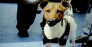 Auf ihn hat die Mafia ein Kopfgeld ausgesetzt: Drogenhund Pocho. (Bild: Polizia di Stato)
