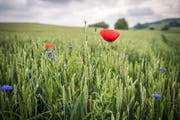 Mohnblumen in einem Weizenfeld bei Märwil: Die Biodiversität soll nicht nur in der Landwirtschaft gefördert werden. (Bild: Reto Martin)