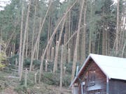 Der Sturm «Vaia» knickte in der Nacht auf den 30. Oktober in Appenzell Innerrhoden ganze Waldflächen wie hier in Gontenbad. (Bild: Oberforstamt Appenzell Innerrhoden)