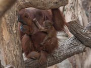 Noch namenlos: Das Orang-Utan-Junge im Frankfurter Zoo klammert sich im Fell seiner Mutter fest. Es ist zehn Tage alt. (Bild: KEYSTONE/dpa/BORIS ROESSLER)