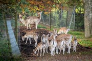 Der Damhirsch setzt sich in Szene und schart seine Weibchen um sich: Er ist das einzige Männchen weit und breit. (Bilder: Urs Bucher)