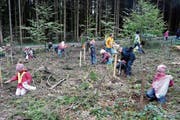 Mit Eifer sind die Schulkinder daran, Eicheln und Bucheckern zu sammeln, und sie auf den Schadensflächen in die Erde zu drücken. (Bilder: Evi Biedermann)