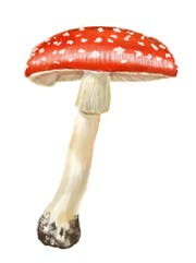 Märchenhaft schön: Der Fliegenpilz.