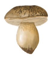 Der Steinpilz gehört zu den beliebtesten Gourmetpilzen.