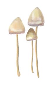 Der Spitzkegelige Kahlkopf wächst manchmal auf einem Kuhfladen und wirkt wie LSD.