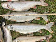 Die Amerikanischen Seesaiblinge, die im Fählensee im Alpstein gefangen wurden, sind bis zu 74 Zentimeter gross. Die fremden Tiere frassen laut der Jagd- und Fischereiverwaltung Appenzell Innerrhoden fast alle kleineren Fische im See. (Bild: Jahd- und Fischereiverwaltung AI)