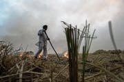Bauer beim Abbrennen eines Feldes im Bundesstaat Punjab, 120 Kilometer südlich von Delhi. In Indien ist die Luft vielerorts stark verschmutzt. (Bild: Roberto Schmidt/AFP (6. November 2015))